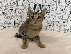 Shelter Stray Female Cat last seen , 957 N Gaffey St, San Pedro, CA 90731, USA