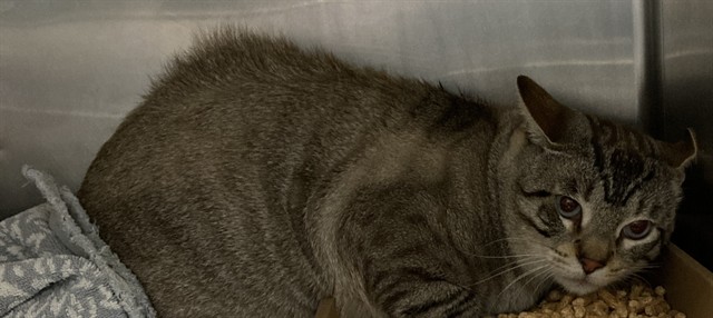 Shelter Stray Male Cat last seen Near BLOCK SPAULDING ST LONG BEACH,CA 90804, 7700 E Spring St, Long Beach, CA 90815, USA