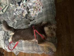 Reunited Female Dog last seen South Houston Ave and Queens, Pasadena, TX 77502