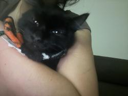 Reunited Male Cat last seen Near w 114th Ave, Northglenn, CO 80234