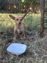 Found/Stray Female Dog last seen NE 18th and Culbertson Drve, Oklahoma City, OK 73105