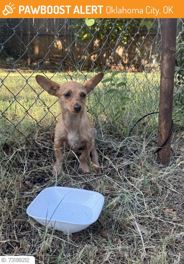 Found/Stray Female Dog last seen NE 18th and Culbertson Drve, Oklahoma City, OK 73105