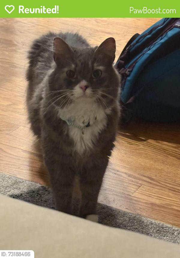 Reunited Male Cat last seen E28th & Central Park Blvd & Wabash St, Denver, CO 80238