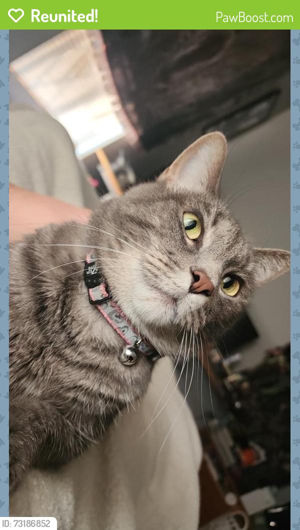 Reunited Female Cat last seen Miner & northwest hwy, Des Plaines, IL 60016