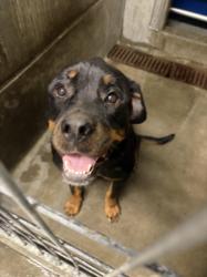 Shelter Stray Female Dog last seen , 11361 W Pico Blvd, Los Angeles, CA 90064, USA