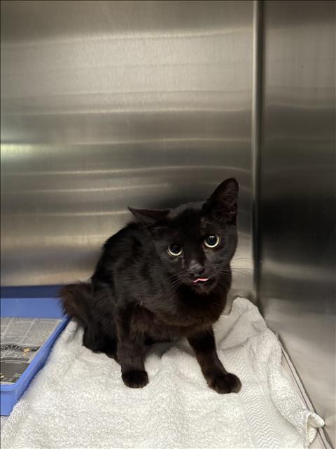 Shelter Stray Female Cat last seen , 11361 W Pico Blvd, Los Angeles, CA 90064, USA