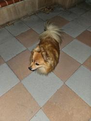 Reunited Unknown Dog last seen Lower Azusa and Maxson, El Monte, CA 91731