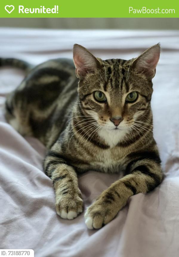Reunited Male Cat last seen Wenzell Pl, Pittsburgh, PA 15216