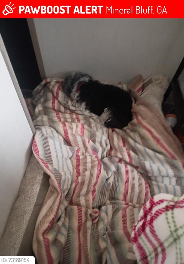 Lost Female Dog last seen Old Jerusalem Rd. Spur 60, Mineral Bluff, GA 30559