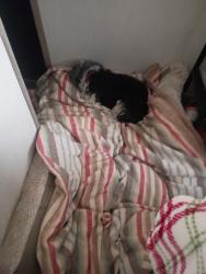 Lost Female Dog last seen Old Jerusalem Rd. Spur 60, Mineral Bluff, GA 30559