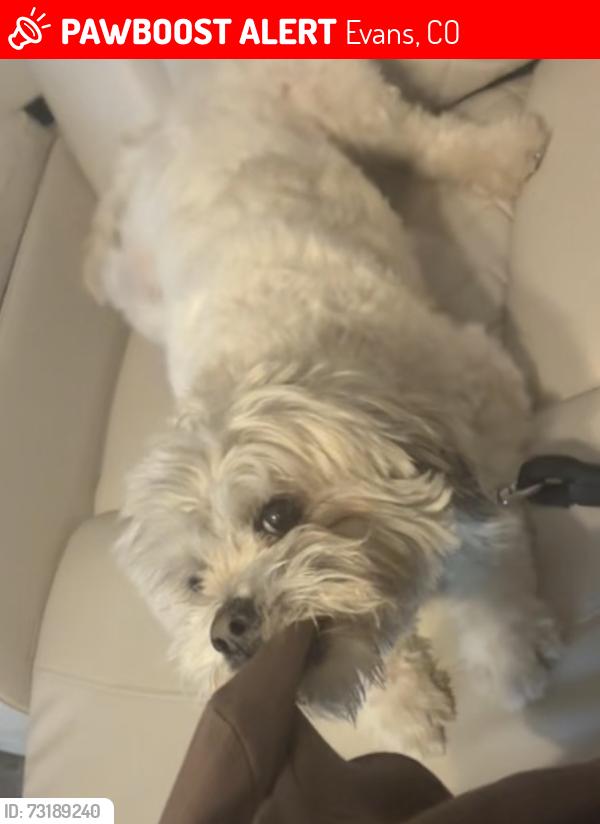 Lost Male Dog last seen Near Buffalo Trail Evans, CO 80620 United States, Evans, CO 80620