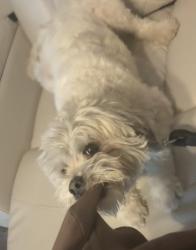 Lost Male Dog last seen Near Buffalo Trail Evans, CO 80620 United States, Evans, CO 80620