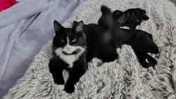 Lost Female Cat last seen Canarvon street, Schofields, NSW 2762