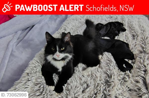 Lost Female Cat last seen Canarvon street, Schofields, NSW 2762