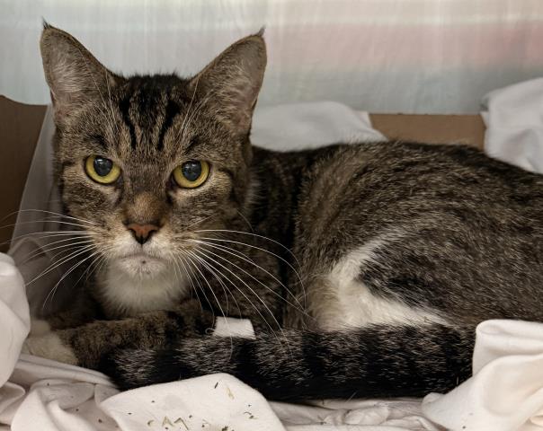 Shelter Stray Female Cat last seen , 3201 Lacy St, Los Angeles, CA 90031, USA