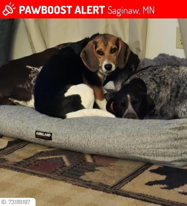 Lost Female Dog last seen Intersection of Maple Grove road and Hwy 2, Saginaw, MN 55779