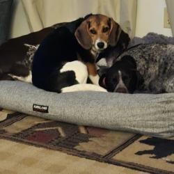 Lost Female Dog last seen Intersection of Maple Grove road and Hwy 2, Saginaw, MN 55779
