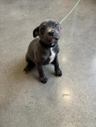 Shelter Stray Female Dog last seen Near BLOCK E HARRY ST, WICHITA KS 67207, 3303 N Hillside St, Wichita, KS 67219, USA
