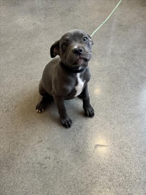 Shelter Stray Female Dog last seen Near BLOCK E HARRY ST, WICHITA KS 67207, 3303 N Hillside St, Wichita, KS 67219, USA