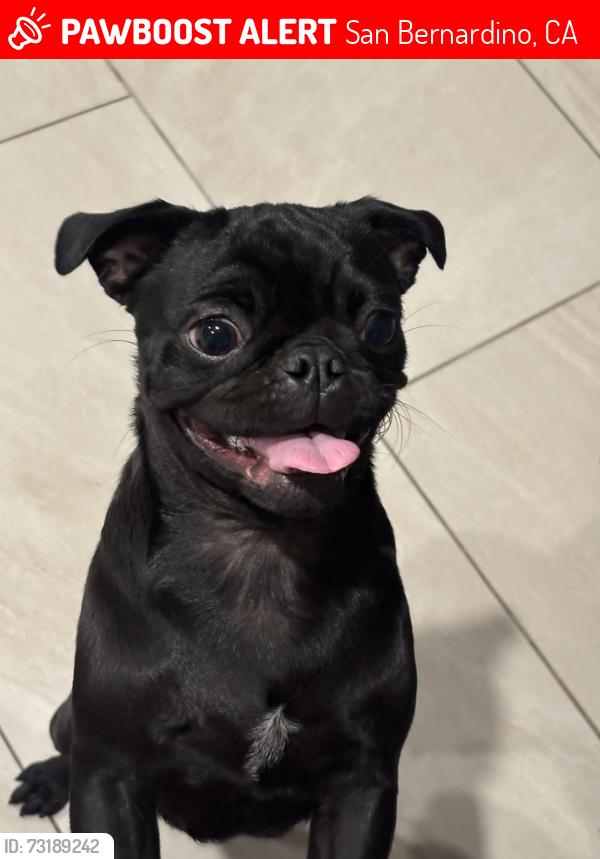 Lost Female Dog last seen Near N arrowhead, San Bernardino, CA 92405