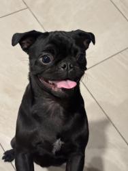 Lost Female Dog last seen Near N arrowhead, San Bernardino, CA 92405