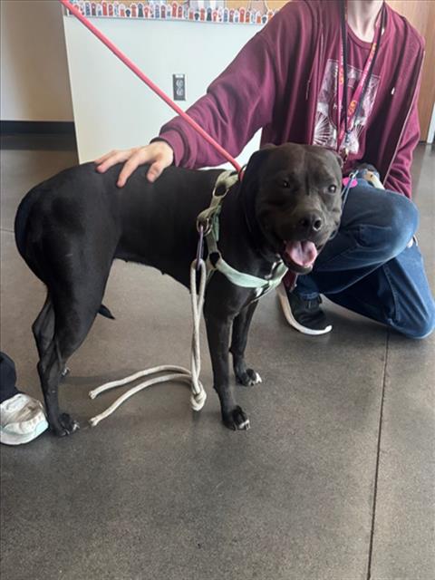 Shelter Stray Female Dog last seen Near BLOCK N HILLSIDE AVE, WICHITA KS 67219, 3303 N Hillside St, Wichita, KS 67219, USA