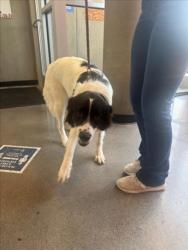 Shelter Stray Female Dog last seen Near BLOCK S MAIZE RD, WICHITA KS 67209, 3303 N Hillside St, Wichita, KS 67219, USA