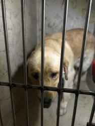 Shelter Stray Male Dog last seen Near, 2600 S Harding St, Indianapolis, IN 46221, USA