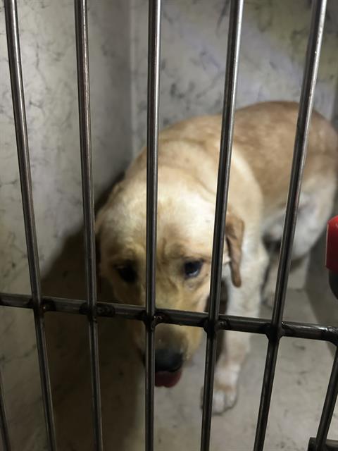 Shelter Stray Male Dog last seen Near, 2600 S Harding St, Indianapolis, IN 46221, USA