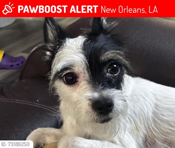 Lost Female Dog last seen Tulane, New Orleans, LA 70119