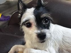 Lost Female Dog last seen Tulane, New Orleans, LA 70119