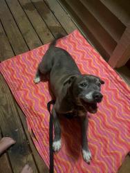 Reunited Male Dog last seen apmt parking lot, Asheville, NC 28803