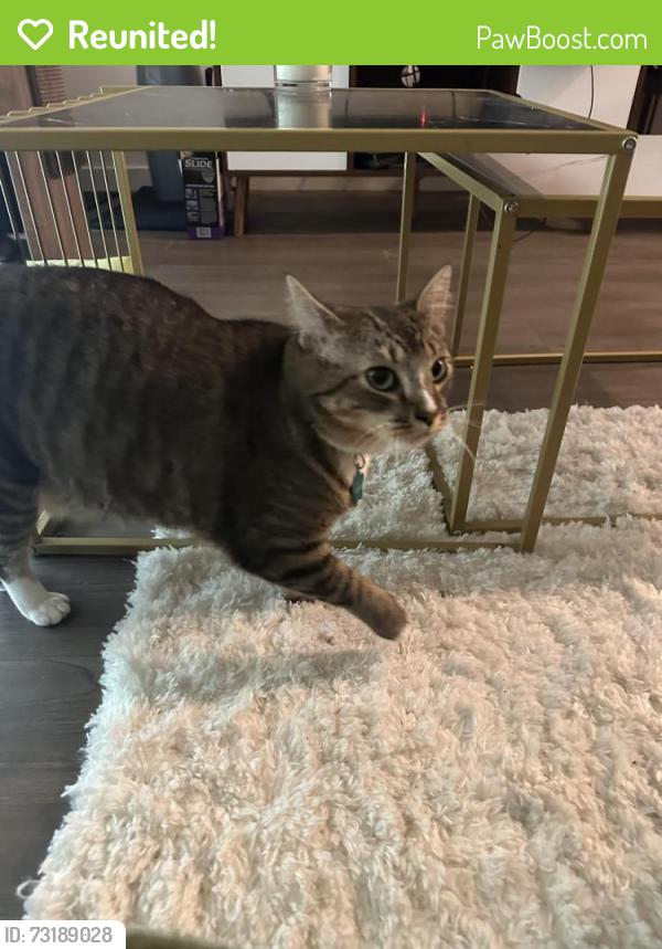 Reunited Female Cat last seen SW 348th street, Federal Way, WA 98023