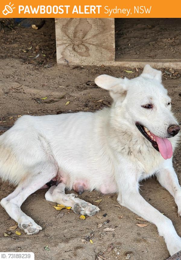 Found/Stray Female Dog last seen Redbank rd, Sydney, NSW 
