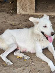 Found/Stray Female Dog last seen Redbank rd, Sydney, NSW 