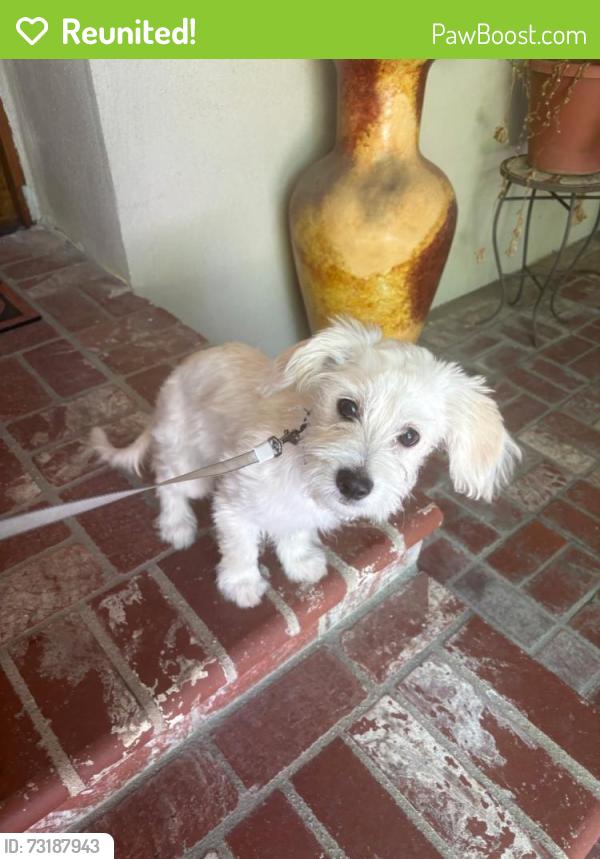 Reunited Male Dog last seen Wheelhouse Ln and Rainbow View, Agoura Hills, CA 91301