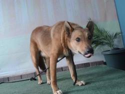 Shelter Stray Female Dog last seen , 4275 Elton St, Baldwin Park, CA 91706, USA