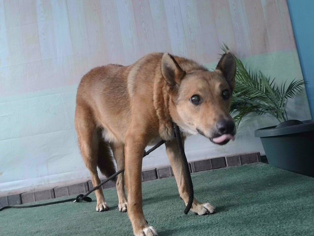 Shelter Stray Female Dog last seen , 4275 Elton St, Baldwin Park, CA 91706, USA