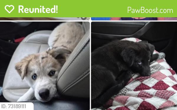 Reunited Female Dog last seen N orchard St and N Baltimore, Tacoma, WA 98416