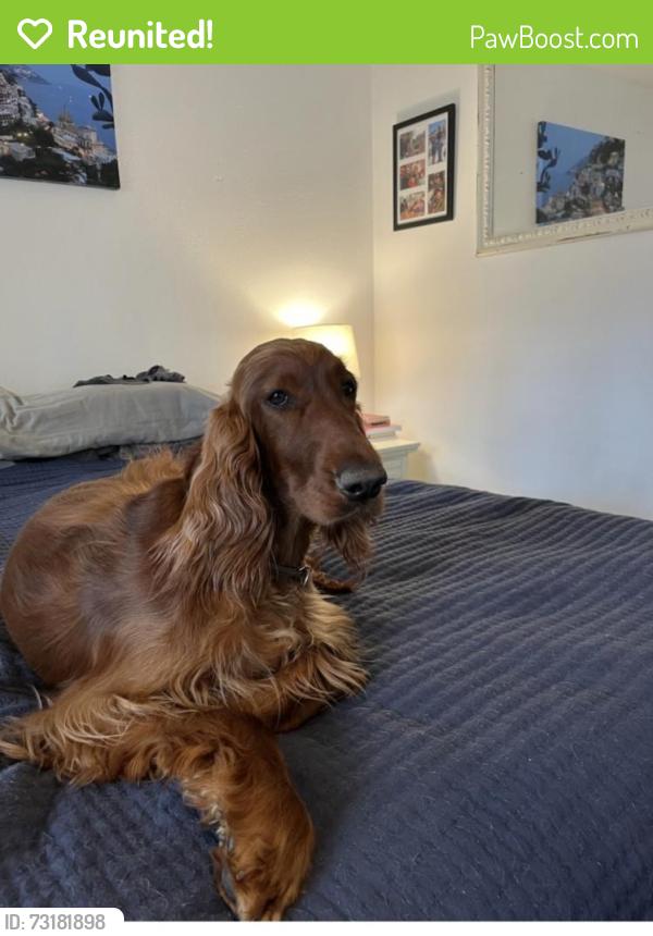 Reunited Female Dog last seen Paulina dr in Rock Creek, Rockcreek, OR 97229