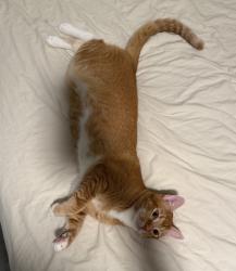 Lost Male Cat last seen Near 10th Ave Honolulu HI 96816, Honolulu, HI 96816