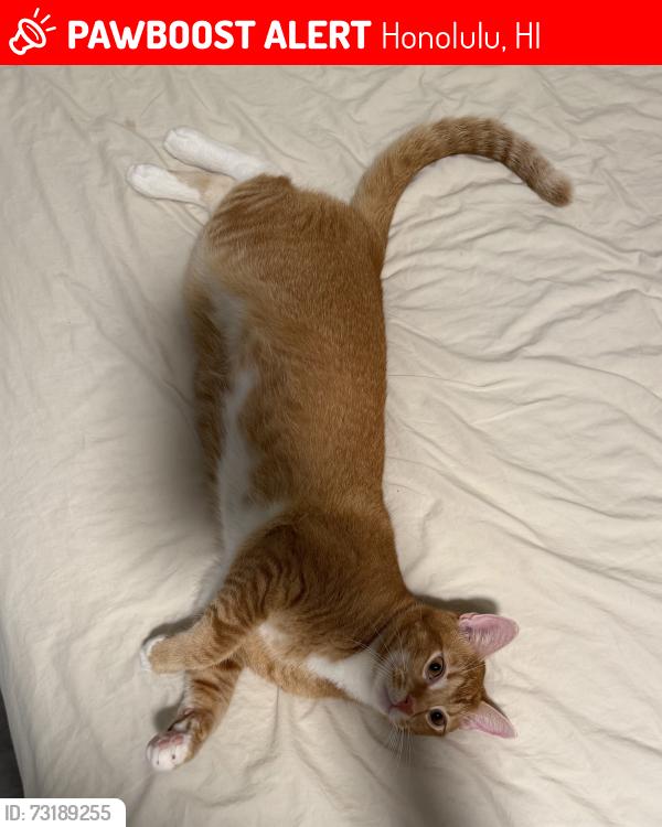 Lost Male Cat last seen Near 10th Ave Honolulu HI 96816, Honolulu, HI 96816