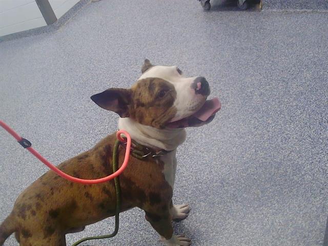Shelter Stray Male Dog last seen CHARLOTTE, 8315 Byrum Dr, Charlotte, NC 28217, USA