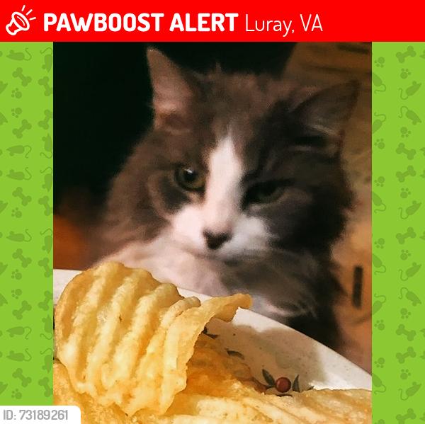 Lost Male Cat last seen Rosser and Hawksbill, Luray, VA 22835