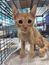 Shelter Stray Male Cat last seen , West Valley Animal Shelter, 20655 Plummer St, Chatsworth, CA 91311, USA