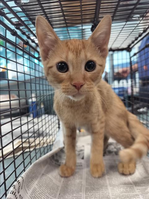 Shelter Stray Male Cat last seen , West Valley Animal Shelter, 20655 Plummer St, Chatsworth, CA 91311, USA