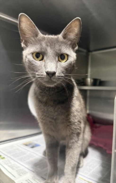 Shelter Stray Female Cat last seen , West Valley Animal Shelter, 20655 Plummer St, Chatsworth, CA 91311, USA