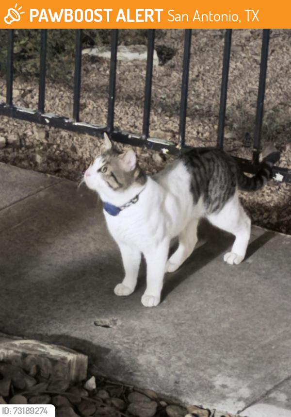 Found/Stray Female Cat last seen Elevate at Huebner grove apmts near the pool area, San Antonio, TX 78230