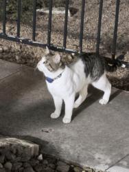 Found/Stray Female Cat last seen Elevate at Huebner grove apmts near the pool area, San Antonio, TX 78230