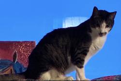 Reunited Male Cat last seen Skyline and Roslyn Ct., Daly City, CA 94015